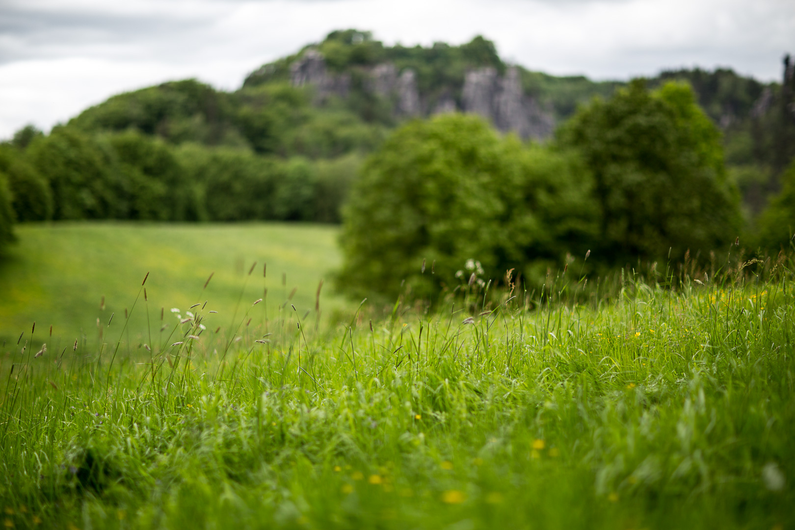 Sommerwiese