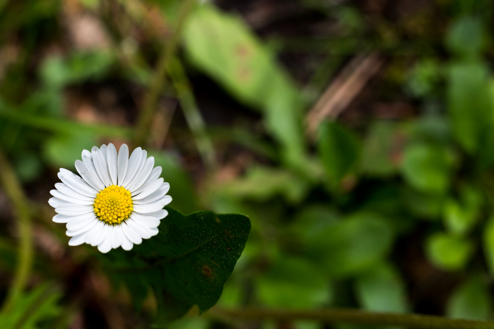 Gänseblümchen